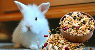 il-coniglio-nano-puo-mangiare-i-legumi
