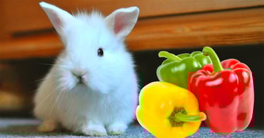 il-coniglio-nano-puo-mangiare-i-peperoni