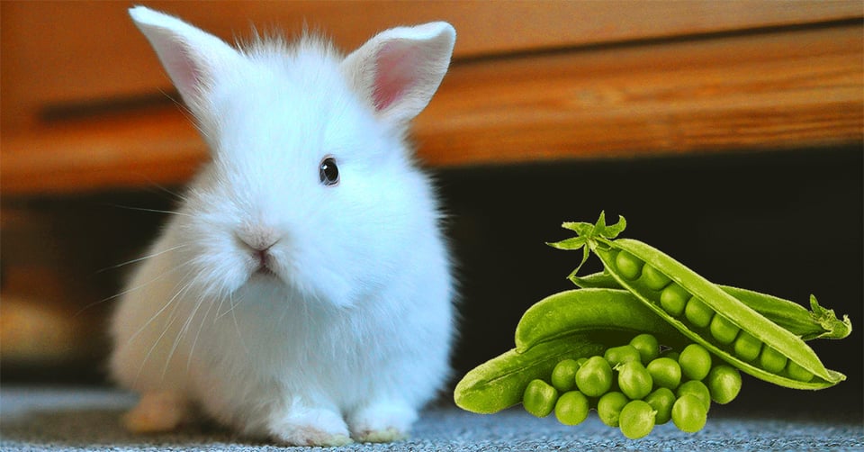 il-coniglio-nano-puo-mangiare-i-piselli
