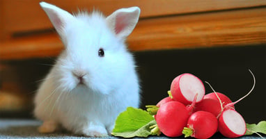 il-coniglio-nano-puo-mangiare-i-ravanelli