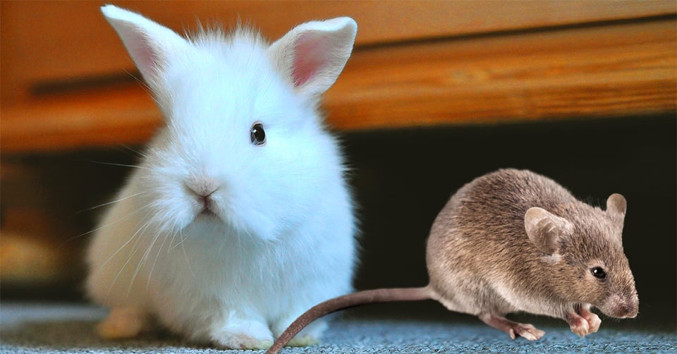 il-coniglio-nano-puo-mangiare-i-topi