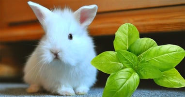 il-coniglio-nano-puo-mangiare-il-basilico