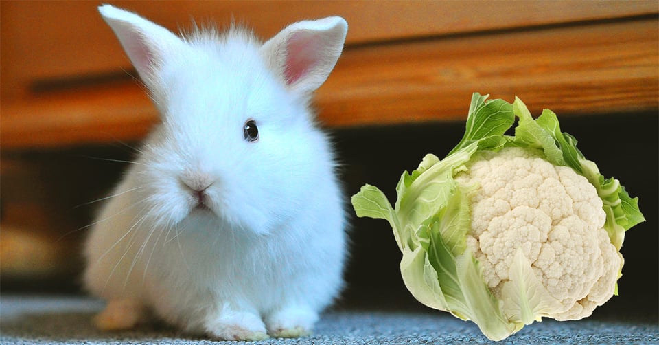 il-coniglio-nano-puo-mangiare-il-cavolo