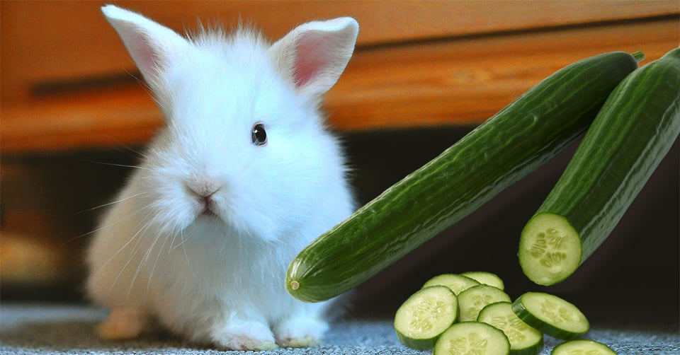 il-coniglio-nano-puo-mangiare-il-cetriolo