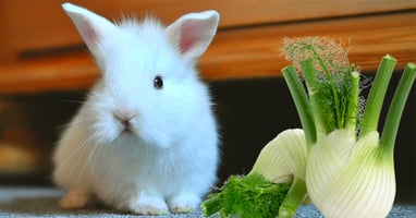 il-coniglio-nano-puo-mangiare-il-finocchio
