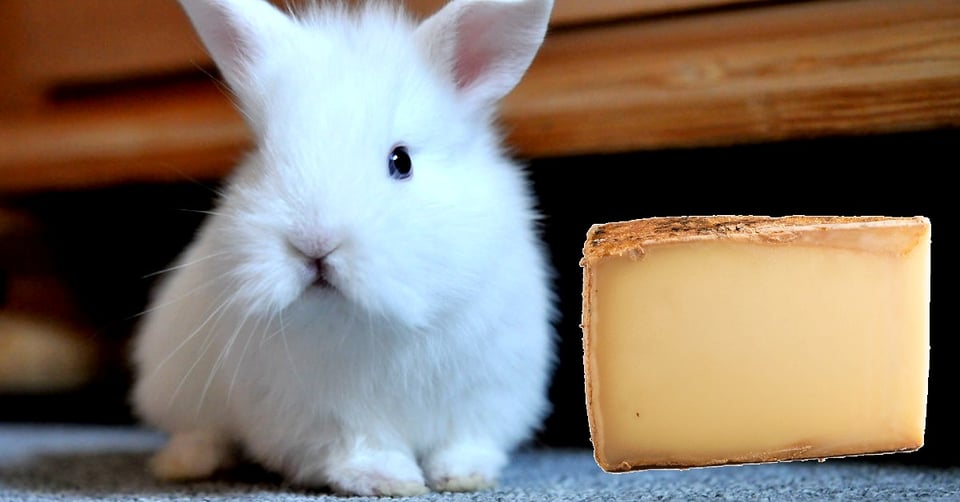 il-coniglio-nano-puo-mangiare-il-formaggio