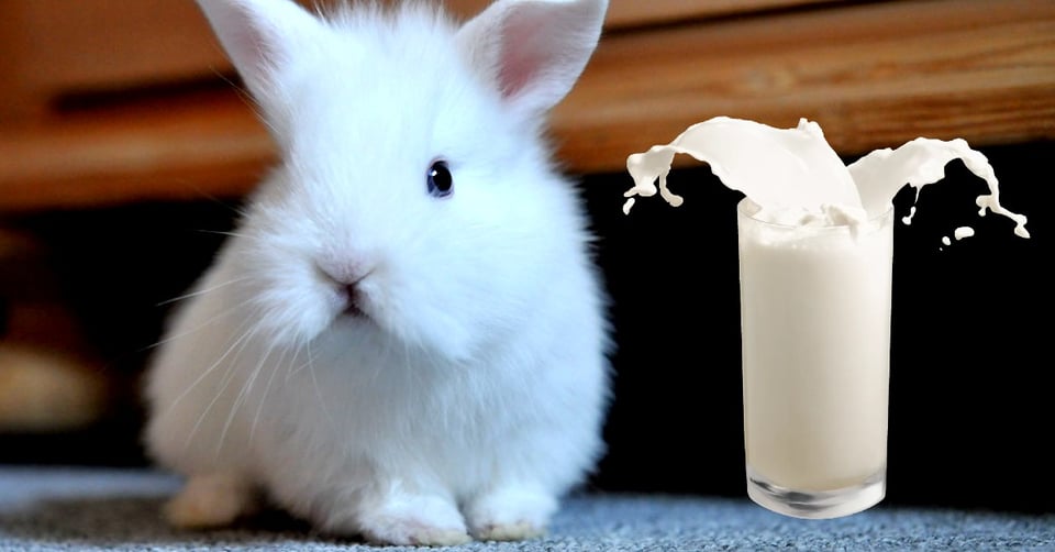 il-coniglio-nano-puo-mangiare-il-latte