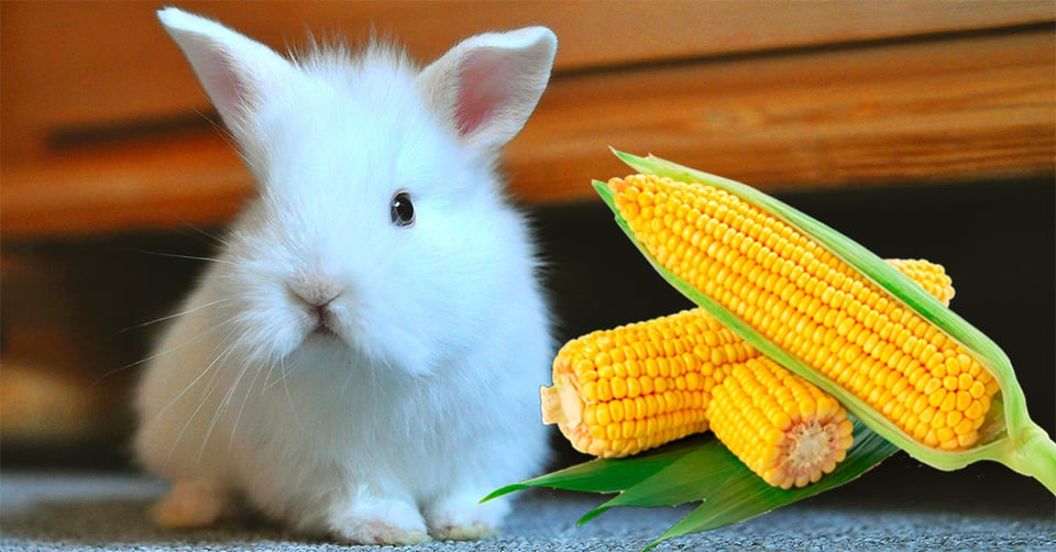 il-coniglio-nano-puo-mangiare-il-mais