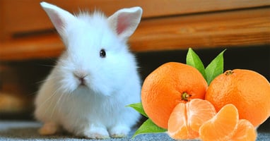 il-coniglio-nano-puo-mangiare-il-mandarino
