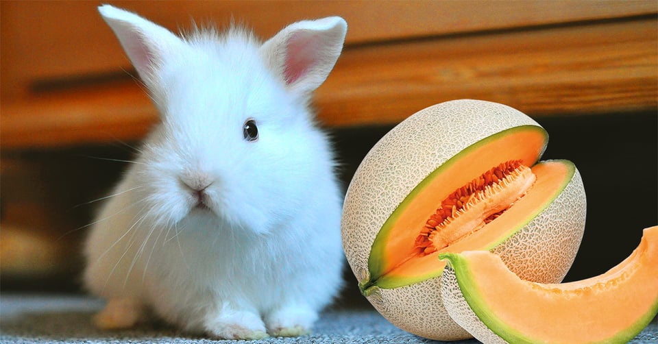il-coniglio-nano-puo-mangiare-il-melone