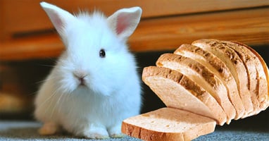 il-coniglio-nano-puo-mangiare-il-pane