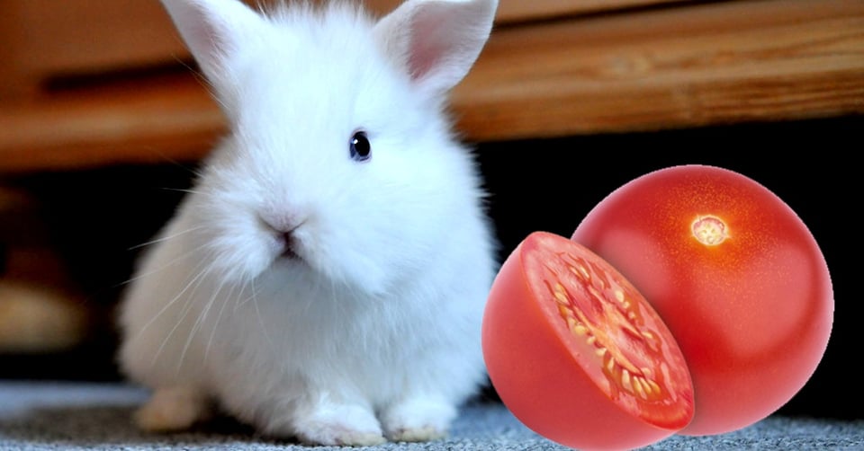 il-coniglio-nano-puo-mangiare-il-pomodoro