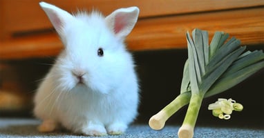 il-coniglio-nano-puo-mangiare-il-porro