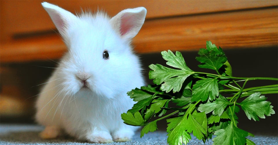 il-coniglio-nano-puo-mangiare-il-prezzemolo