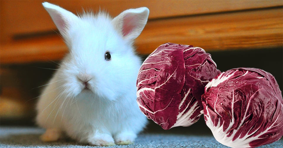 il-coniglio-nano-puo-mangiare-il-radicchio-rosso