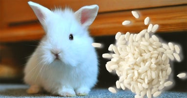il-coniglio-nano-puo-mangiare-il-riso