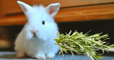il-coniglio-nano-puo-mangiare-il-rosmarino