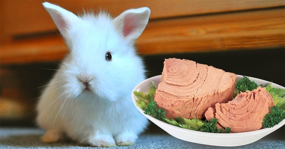 il-coniglio-nano-puo-mangiare-il-tonno