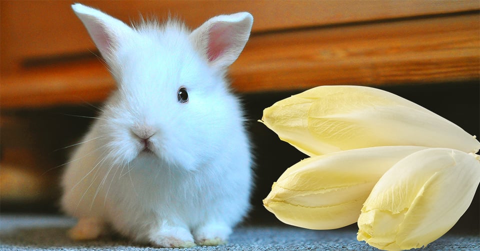 il-coniglio-nano-puo-mangiare-indivia-belga