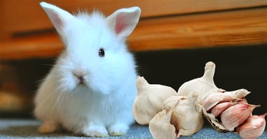 il-coniglio-nano-puo-mangiare-l-aglio