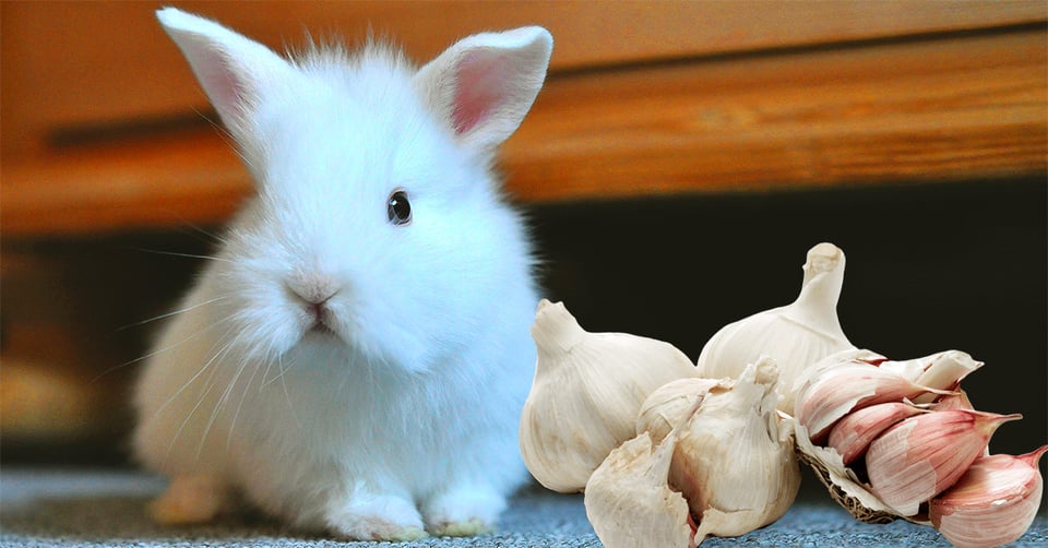 il-coniglio-nano-puo-mangiare-l-aglio
