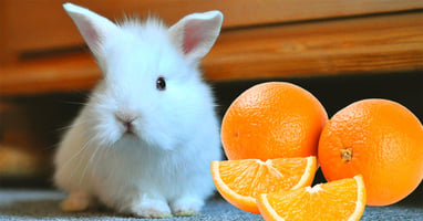 il-coniglio-nano-puo-mangiare-l-arancia