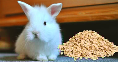 il-coniglio-nano-puo-mangiare-l-avena