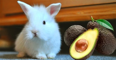 il-coniglio-nano-puo-mangiare-l-avocado