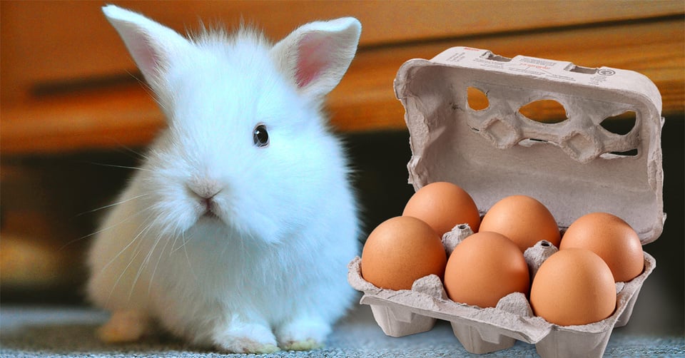 il-coniglio-nano-puo-mangiare-l-uovo
