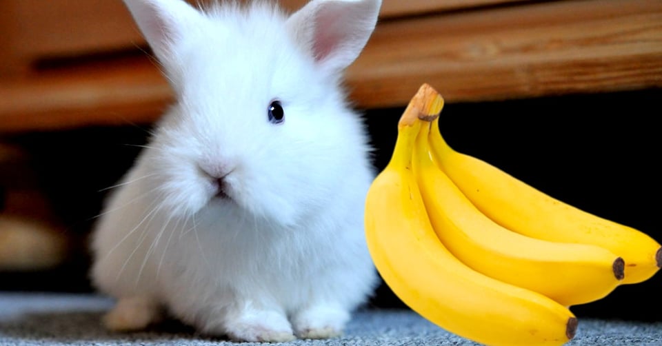 il-coniglio-nano-puo-mangiare-la-banana