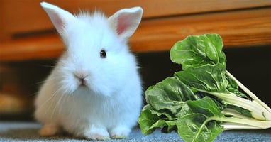il-coniglio-nano-puo-mangiare-la-bietola
