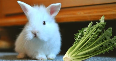il-coniglio-nano-puo-mangiare-la-catalogna