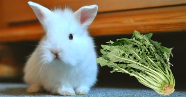 il-coniglio-nano-puo-mangiare-la-cicoria
