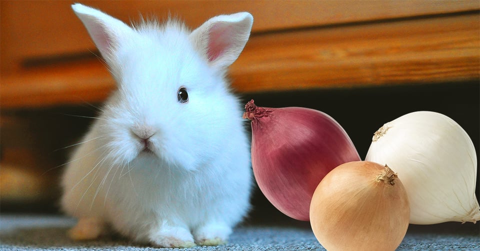 il-coniglio-nano-puo-mangiare-la-cipolla