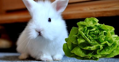 il-coniglio-nano-puo-mangiare-la-lattuga