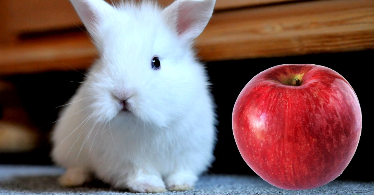il-coniglio-nano-puo-mangiare-la-mela
