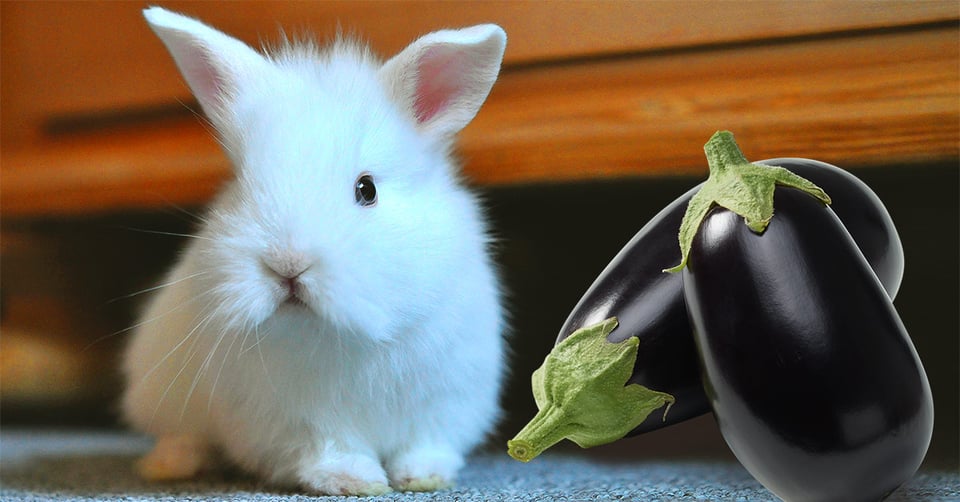 il-coniglio-nano-puo-mangiare-la-melanzana