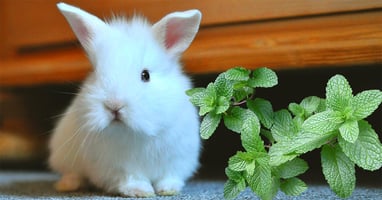 il-coniglio-nano-puo-mangiare-la-menta