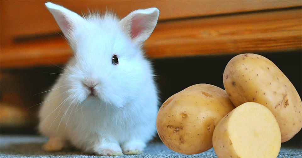 il-coniglio-nano-puo-mangiare-la-patata