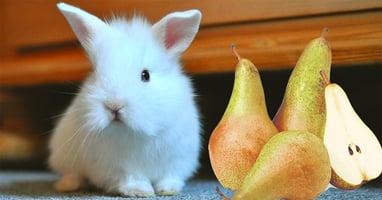 il-coniglio-nano-puo-mangiare-la-pera