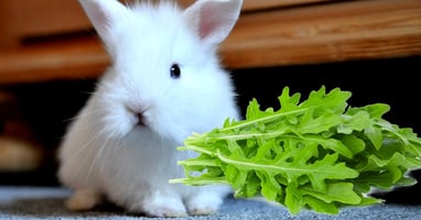 il-coniglio-nano-puo-mangiare-la-rucola
