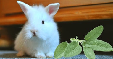 il-coniglio-nano-puo-mangiare-la-salvia