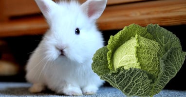 il-coniglio-nano-puo-mangiare-la-verza