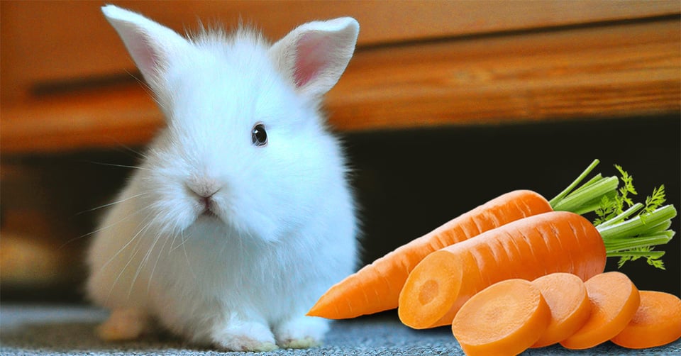 il-coniglio-nano-puo-mangiare-le-carote