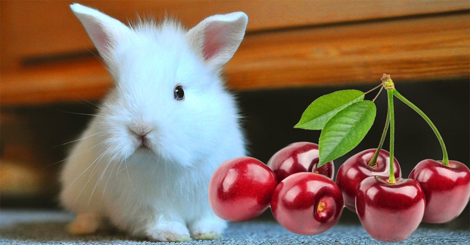 il-coniglio-nano-puo-mangiare-le-ciliegie