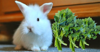 il-coniglio-nano-puo-mangiare-le-cime-di-rapa