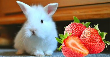 il-coniglio-nano-puo-mangiare-le-fragole