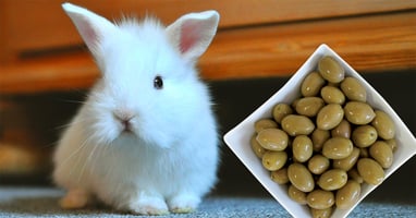 il-coniglio-nano-puo-mangiare-le-olive