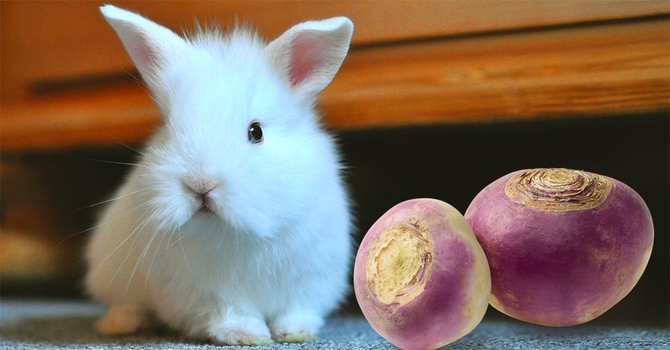 il-coniglio-nano-puo-mangiare-le-rape
