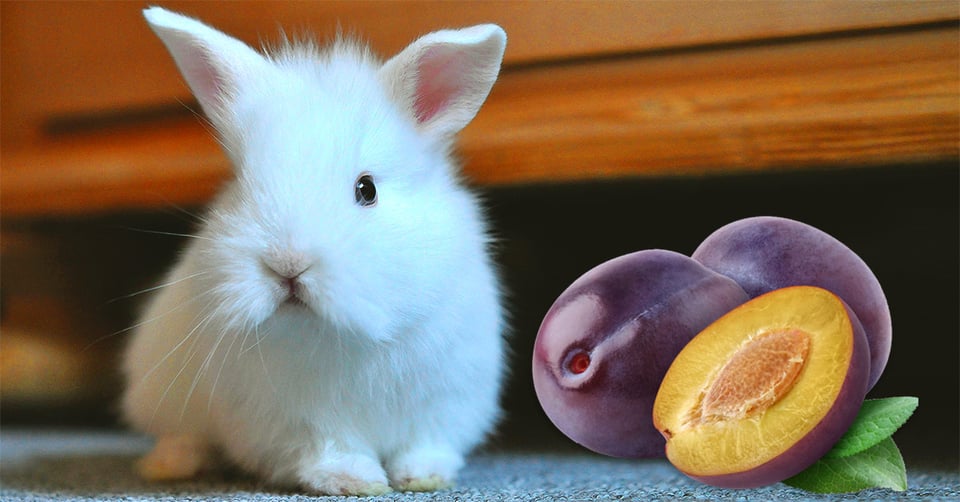 il-coniglio-nano-puo-mangiare-le-susine